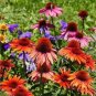 Mixed Yellow Red Rose Red Echinacea Coneflower 100 PCS Seeds