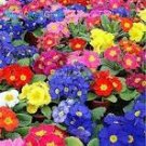 Mixed Zebra Evening Primrose Plants 200 PCS Seeds
