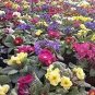 Mixed Zebra Evening Primrose Plants 200 PCS Seeds