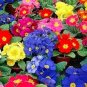 Mixed Zebra Evening Primrose Plants 200 PCS Seeds