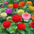 Mixed Zinnia Bonsai Pretty Pastel Colors Perennial Bonsai for Home Garden 200 PCS Seeds