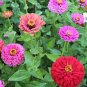 Mixed Zinnia Bonsai Pretty Pastel Colors Perennial Bonsai for Home Garden 200 PCS Seeds