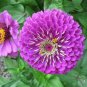 Mixed Zinnia Bonsai Pretty Pastel Colors Perennial Bonsai for Home Garden 200 PCS Seeds
