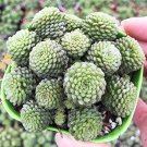 Monanthes Polyphylla Bonsai Succulent Bonsai Flower Bonsai Indoor 100 PCS Seeds Monanthes Polyphylla Bonsai Succulent Bonsai Flower Bonsai Indoor 100 PCS Seeds