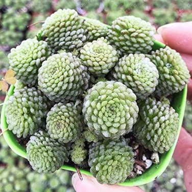 Monanthes Polyphylla Bonsai Succulent Bonsai Flower Bonsai Indoor 100 PCS Seeds