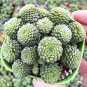 Monanthes Polyphylla Bonsai Succulent Bonsai Flower Bonsai Indoor 100 PCS Seeds