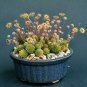 Monanthes Polyphylla Bonsai Succulent Bonsai Flower Bonsai Indoor 100 PCS Seeds