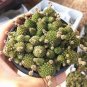 Monanthes Polyphylla Bonsai Succulent Bonsai Flower Bonsai Indoor 100 PCS Seeds