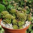 Monanthes Polyphylla Seeds One Flowered House Leek Dwarf Crassula Bonsai Succulent 100 PCS Seeds