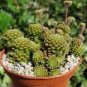 Monanthes Polyphylla Seeds One Flowered House Leek Dwarf Crassula Bonsai Succulent 100 PCS Seeds