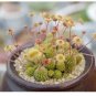 Monanthes Polyphylla Seeds One Flowered House Leek Dwarf Crassula Bonsai Succulent 100 PCS Seeds
