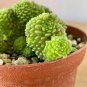 Monanthes Polyphylla Seeds One Flowered House Leek Dwarf Crassula Bonsai Succulent 100 PCS Seeds