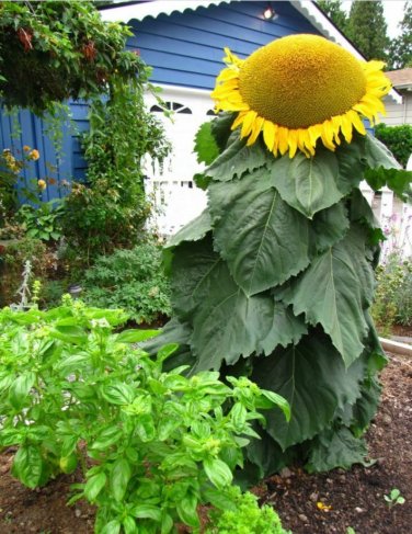 Mongolian Giant Sunflower 15 PCS Seeds