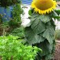 Mongolian Giant Sunflower 15 PCS Seeds