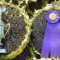 Mongolian Giant Sunflower 15 PCS Seeds