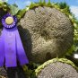 Mongolian Giant Sunflower 15 PCS Seeds