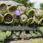 Mongolian Giant Sunflower 15 PCS Seeds