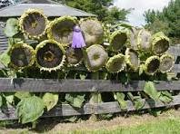 Mongolian Giant Sunflower 20 PCS Seeds