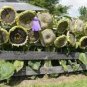 Mongolian Giant Sunflower 20 PCS Seeds