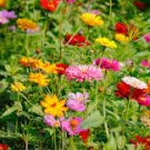 Mixed Zinnia Bonsai Pretty Pastel Colors Perennial Bonsai for Home Garden 200 PCS Seeds
