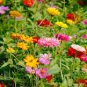 Mixed Zinnia Bonsai Pretty Pastel Colors Perennial Bonsai for Home Garden 200 PCS Seeds