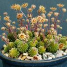 Monanthes Polyphylla Seeds One Flowered House Leek Dwarf Crassula Bonsai Succulent 100 PCS Seeds