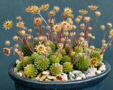 Monanthes Polyphylla Seeds One Flowered House Leek Dwarf Crassula Bonsai Succulent 100 PCS Seeds