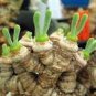 Monilaria Moniliformem Bonsai 100 PCS Seeds