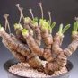 Monilaria Moniliformem Bonsai 100 PCS Seeds