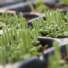 Monilaria obconica Seeds lovely green rabbit ears succulent bonsai plant seeds 10 PCS Seeds Monilaria obconica Seeds lovely green rabbit ears succulent bonsai plant seeds 10 PCS Seeds