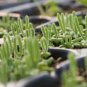 Monilaria obconica Seeds lovely green rabbit ears succulent bonsai plant seeds 10 PCS Seeds