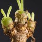 Monilaria obconica Seeds lovely green rabbit ears succulent bonsai plant seeds 10 PCS Seeds