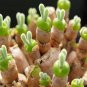 Monilaria obconica Seeds lovely green rabbit ears succulent bonsai plant seeds 10 PCS Seeds