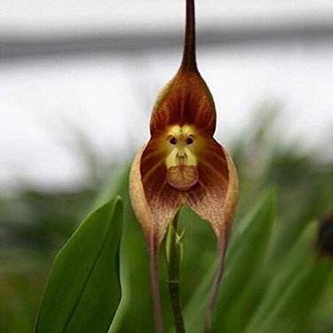 Monkey Face Orchids 200 PCS Seeds