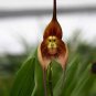 Monkey Face Orchids 200 PCS Seeds