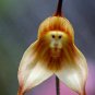 Monkey Face Orchids 200 PCS Seeds