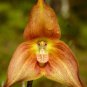 Monkey Face Orchids 200 PCS Seeds