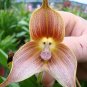 Monkey Face Orchids 200 PCS Seeds