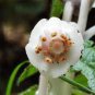 Monotropa Uniflora Indian Pipe Cheilotheca Humilis w White Flowers 10 PCS Seeds