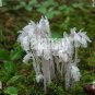 Monotropa Uniflora Indian Pipe Cheilotheca Humilis w White Flowers 10 PCS Seeds