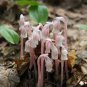 Monotropa Uniflora Indian Pipe Cheilotheca Humilis w White Flowers 10 PCS Seeds