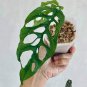 Monster Opliqua Evergreen Hybrid 100 pcs Seeds