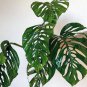 Monster Opliqua Evergreen Hybrid 100 pcs Seeds