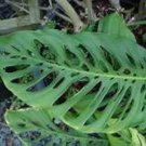 Monstera obliqua Flower Pot Plants Decor Pot Garden Turtle 100 PCS Seeds
