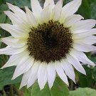 Moonshadow White Ornamental Sunflower 15 PCS Seeds