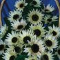 Moonshadow White Ornamental Sunflower 15 PCS Seeds