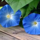 Morning Glory Blue Glory Fragrant Garden Climbing 100 PCS Seeds