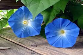 Morning Glory Blue Glory Fragrant Garden Climbing 100 PCS Seeds