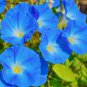 Morning Glory Blue Glory Fragrant Garden Climbing 100 PCS Seeds