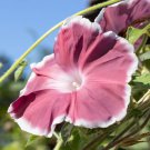 Morning Glory Chocolate Rare color Huge Flower 20 PCS Seeds
